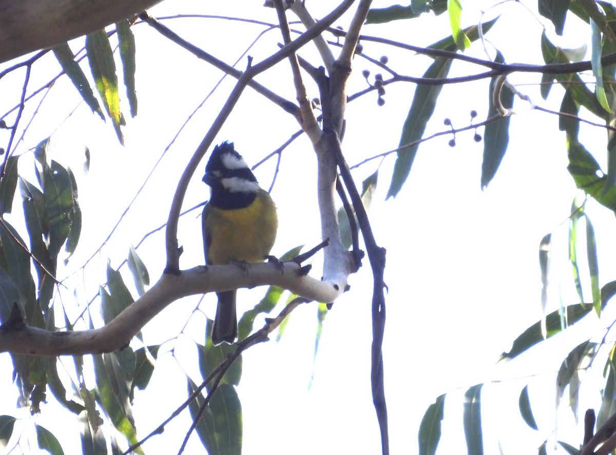 Eastern Shrike-tit - ML639048923