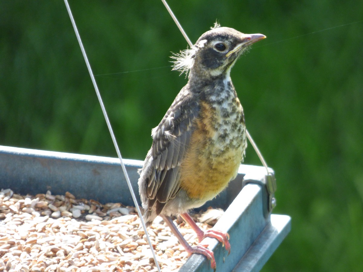 American Robin - ML639048935