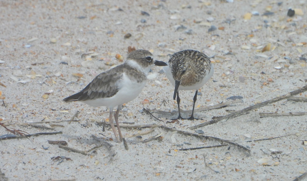 Sanderling - ML639048941