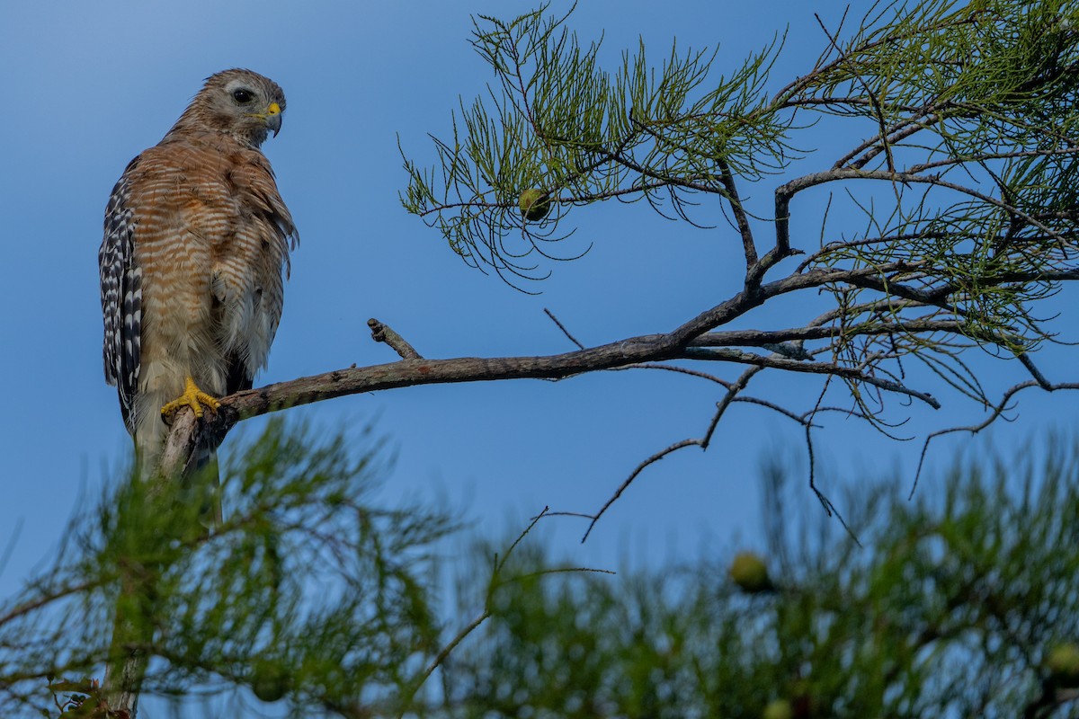 Red-shouldered Hawk - ML639049009