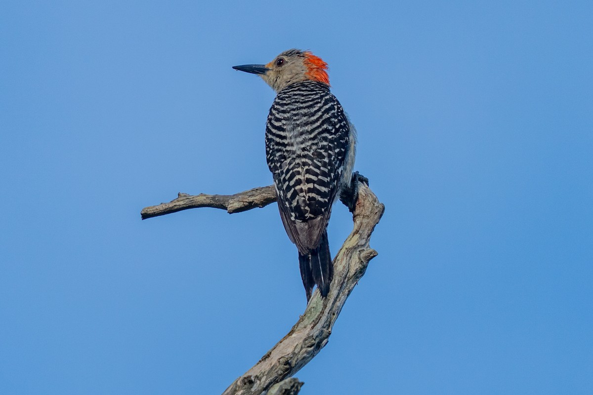 Red-bellied Woodpecker - ML639049012