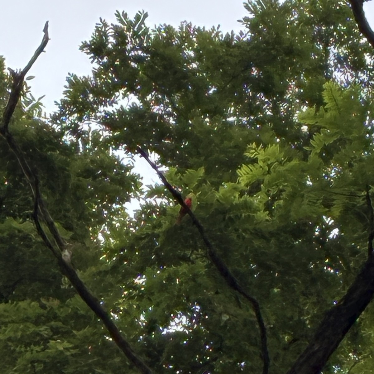 Northern Cardinal - ML639049013