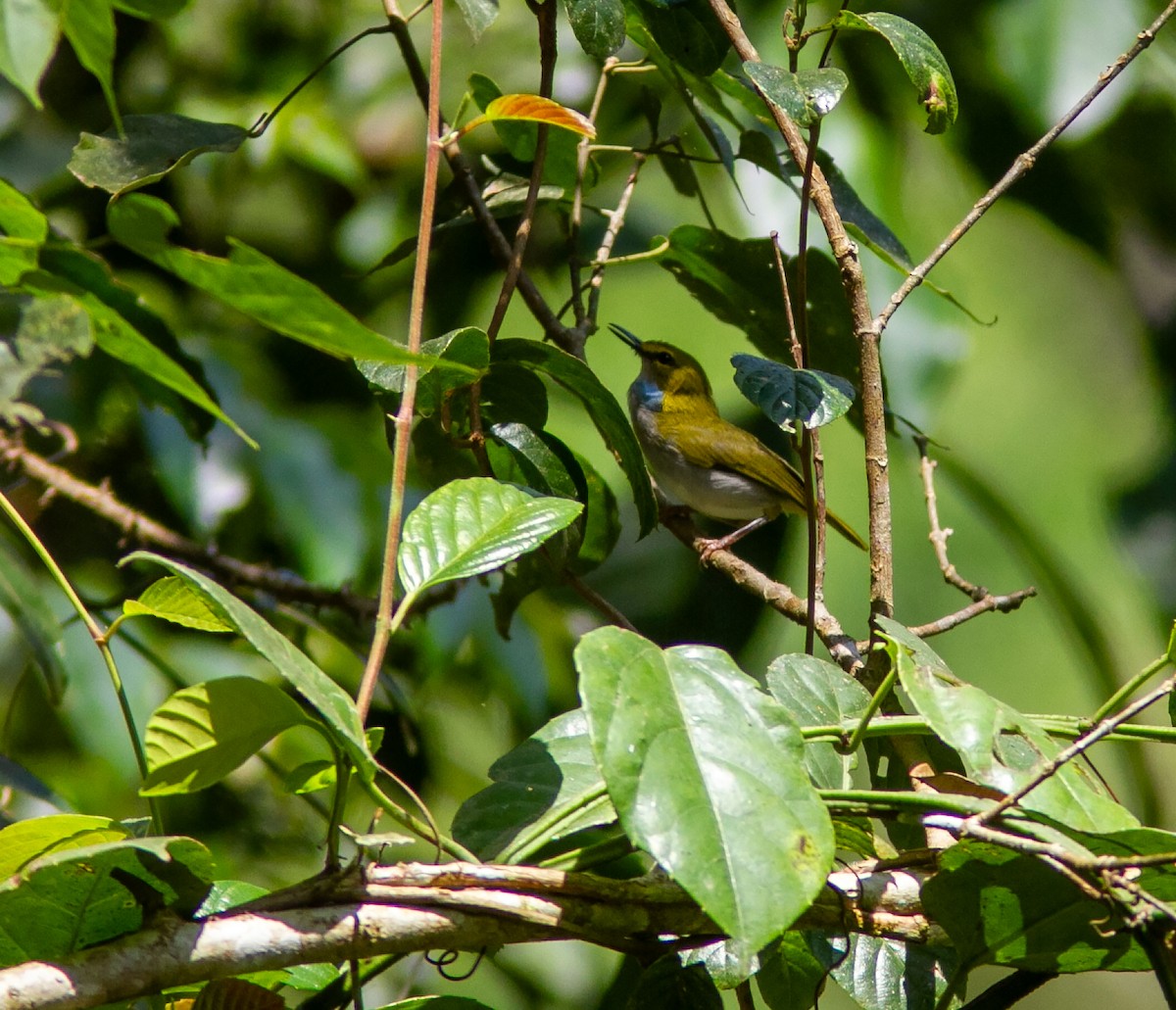 Yellow-browed Camaroptera - ML639049022