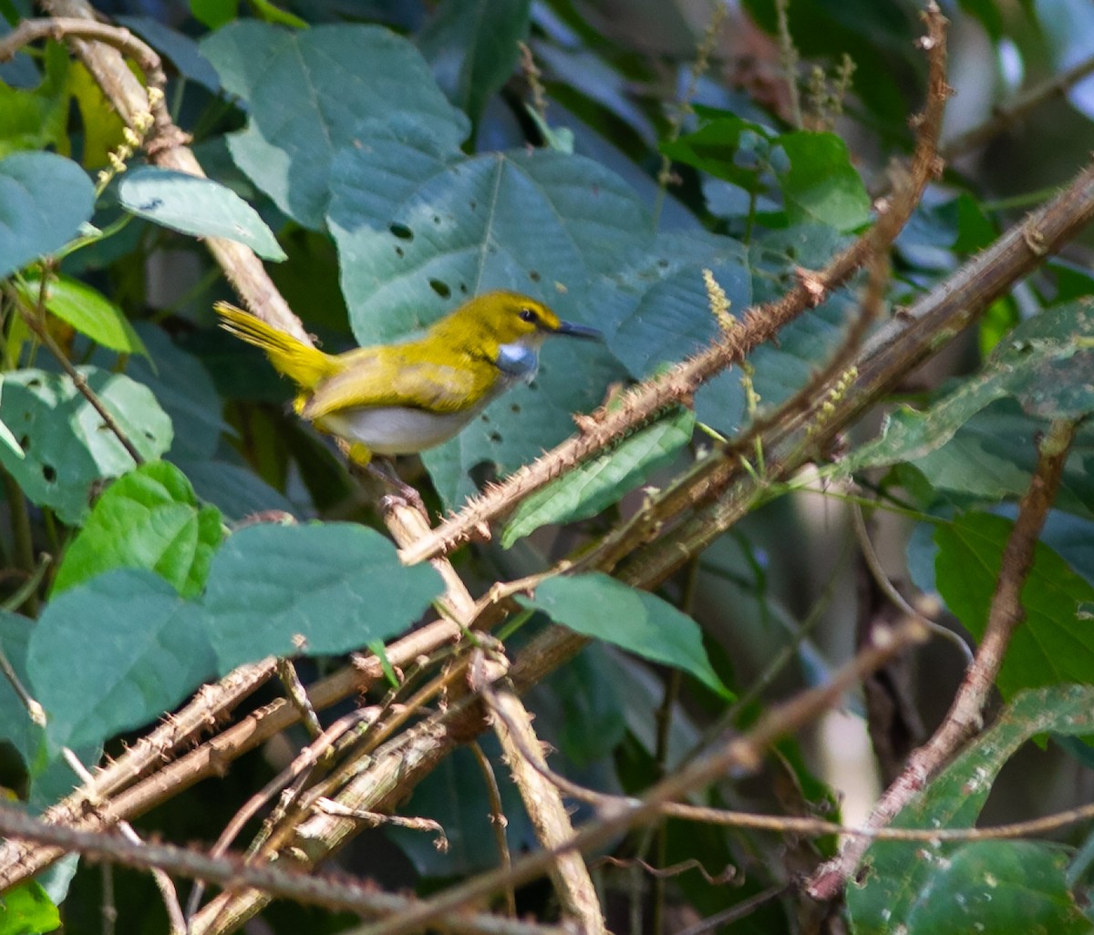 Yellow-browed Camaroptera - ML639049025