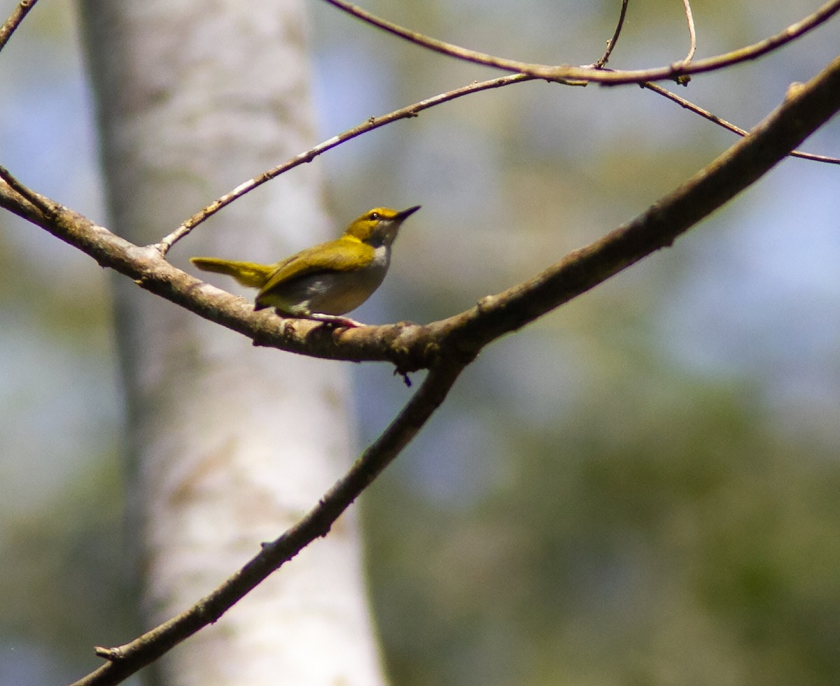 Yellow-browed Camaroptera - ML639049028