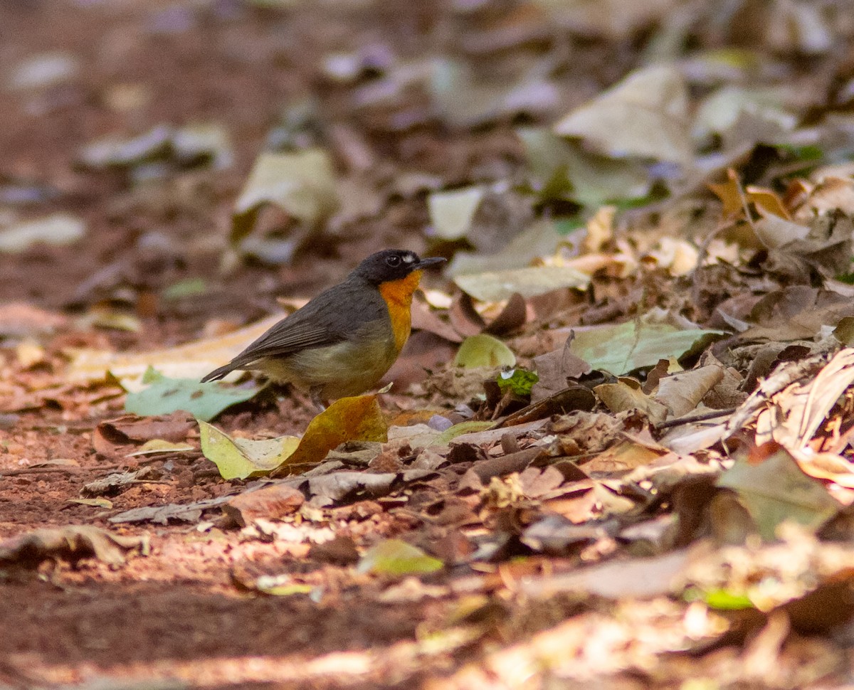 Yellow-breasted Forest Robin - ML639049041