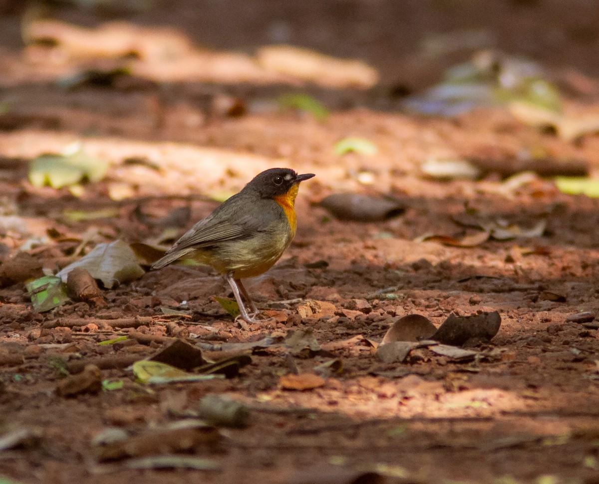 Yellow-breasted Forest Robin - ML639049045