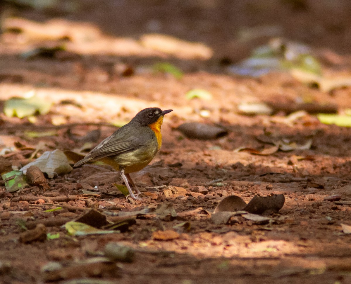 Yellow-breasted Forest Robin - ML639049047