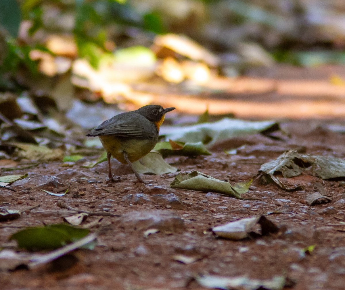 Yellow-breasted Forest Robin - ML639049048