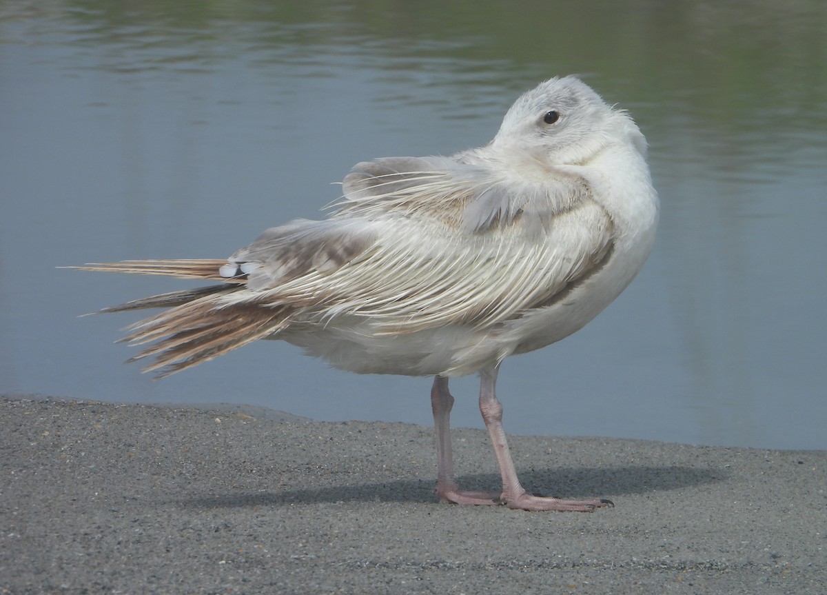 American Herring Gull - ML639049060