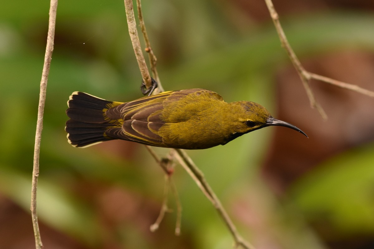 Sahul Sunbird - ML639049143