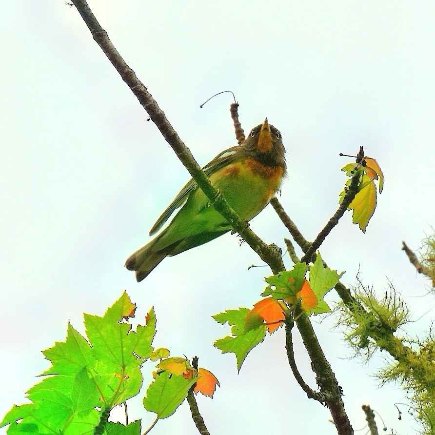 Northern Parula - ML639049162