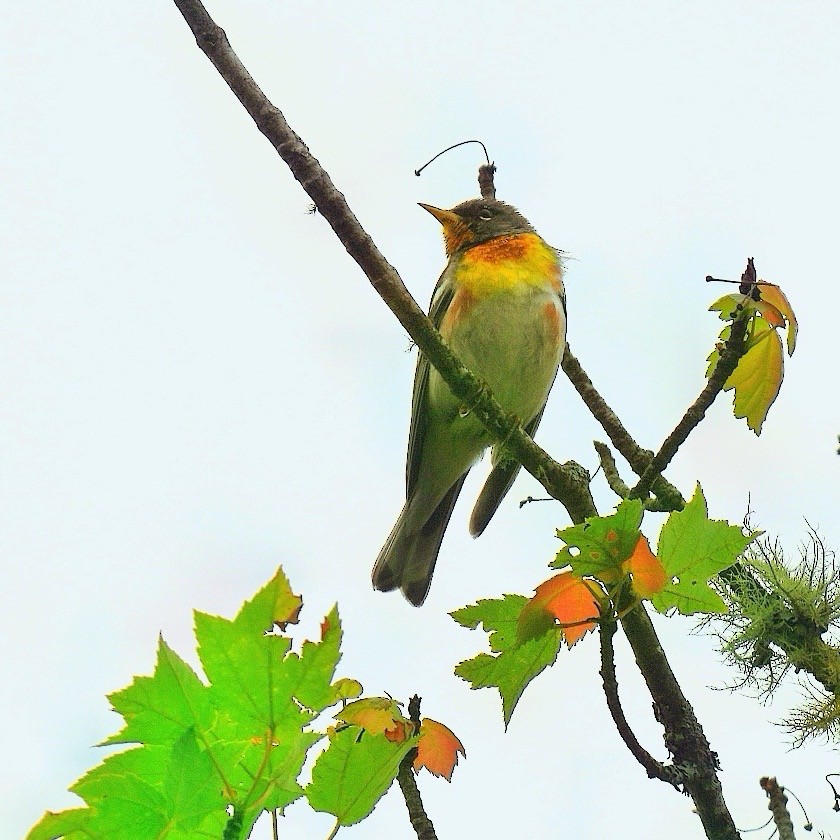Northern Parula - ML639049163
