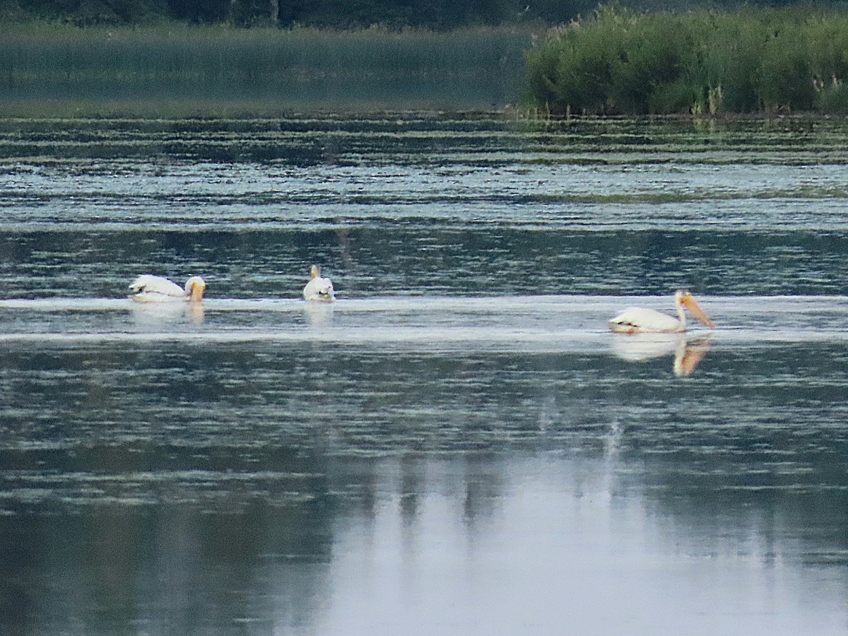 American White Pelican - ML639049189
