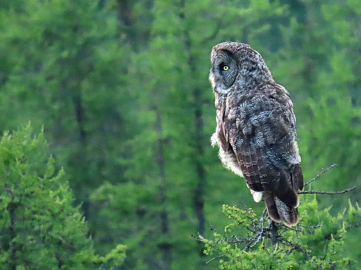 Great Gray Owl - ML639049211