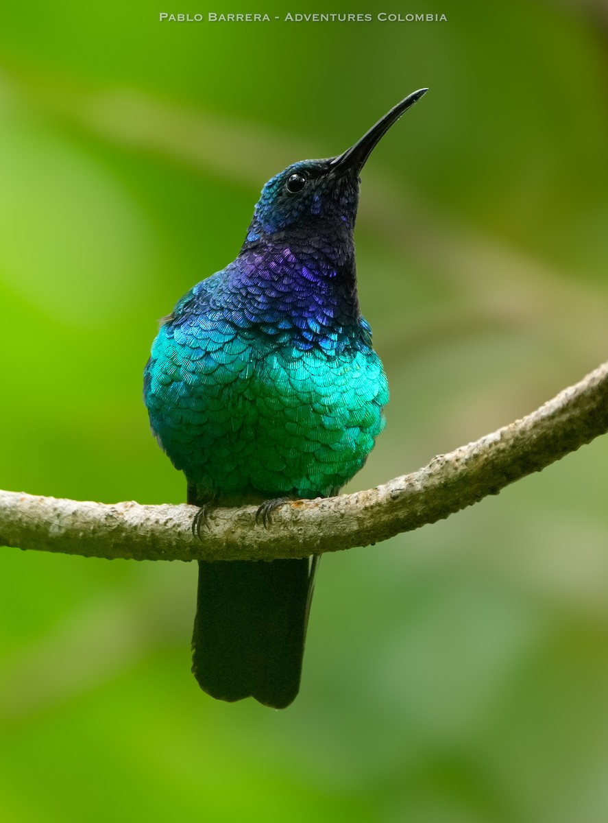 Santa-Marta-Degenflügel - ML639049234