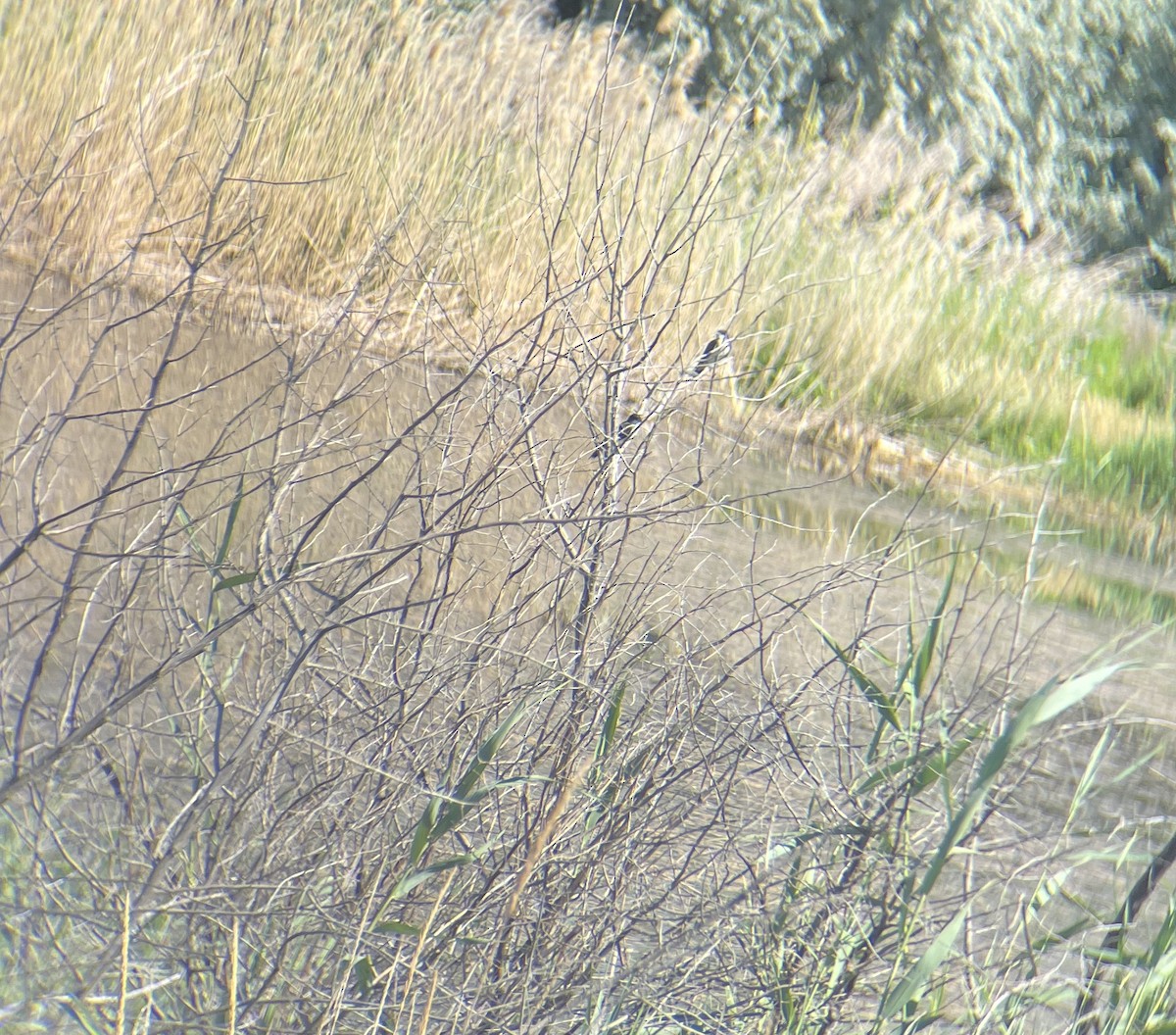 Eastern Kingbird - ML639049340
