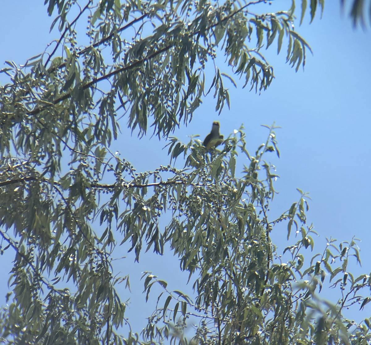 Western Kingbird - ML639049341