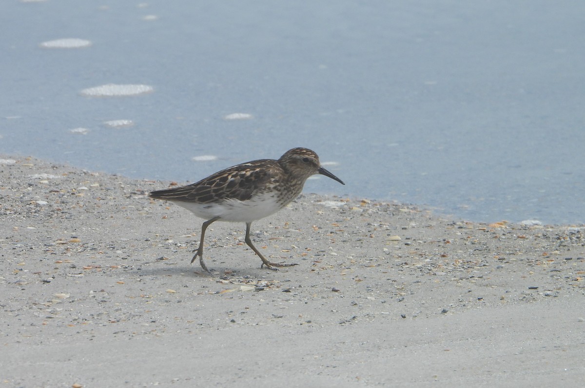 Least Sandpiper - ML639049487