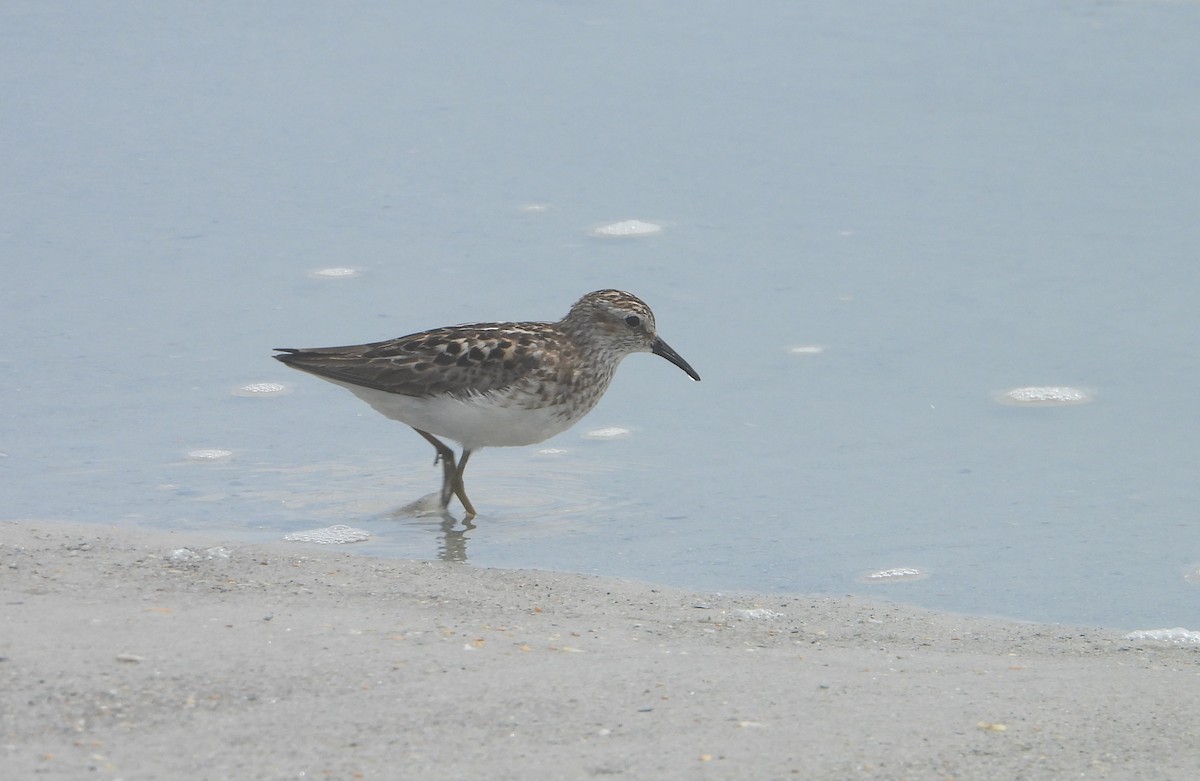 Least Sandpiper - ML639049490