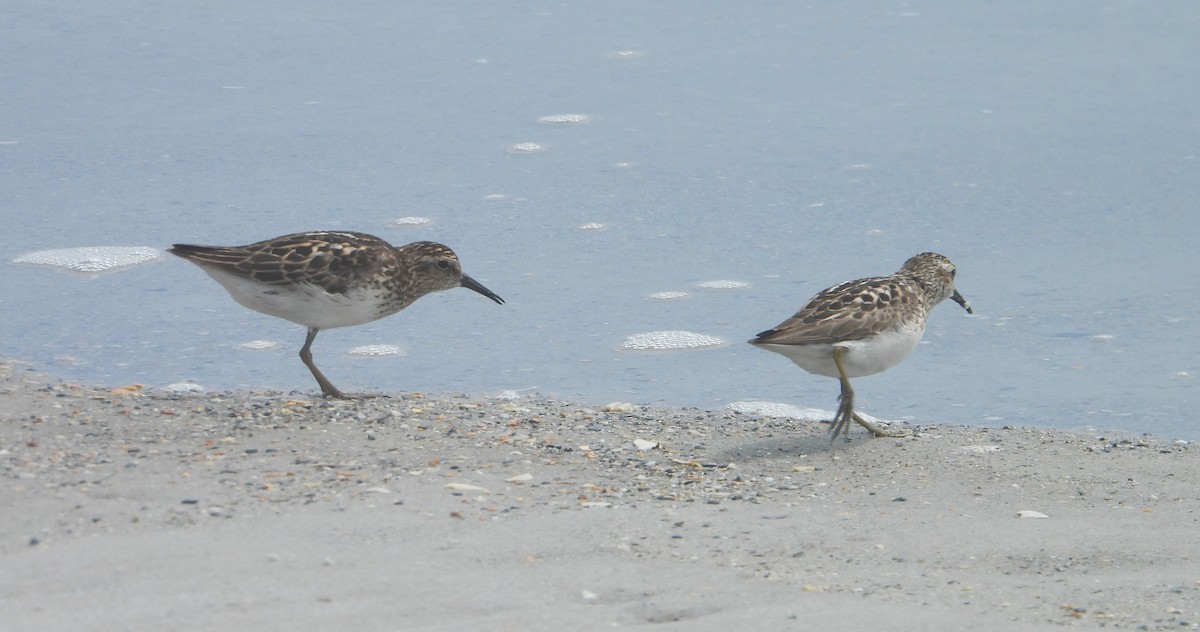 Least Sandpiper - ML639049497