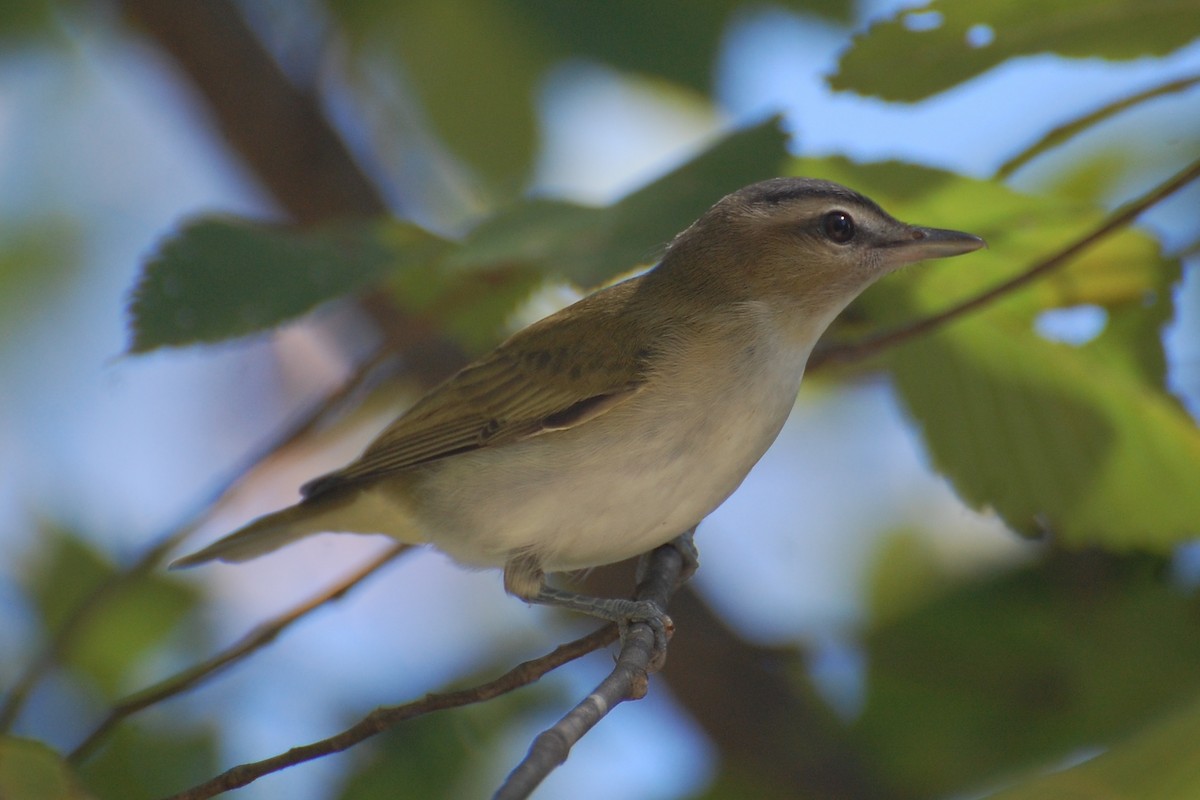 Red-eyed Vireo - ML639049526