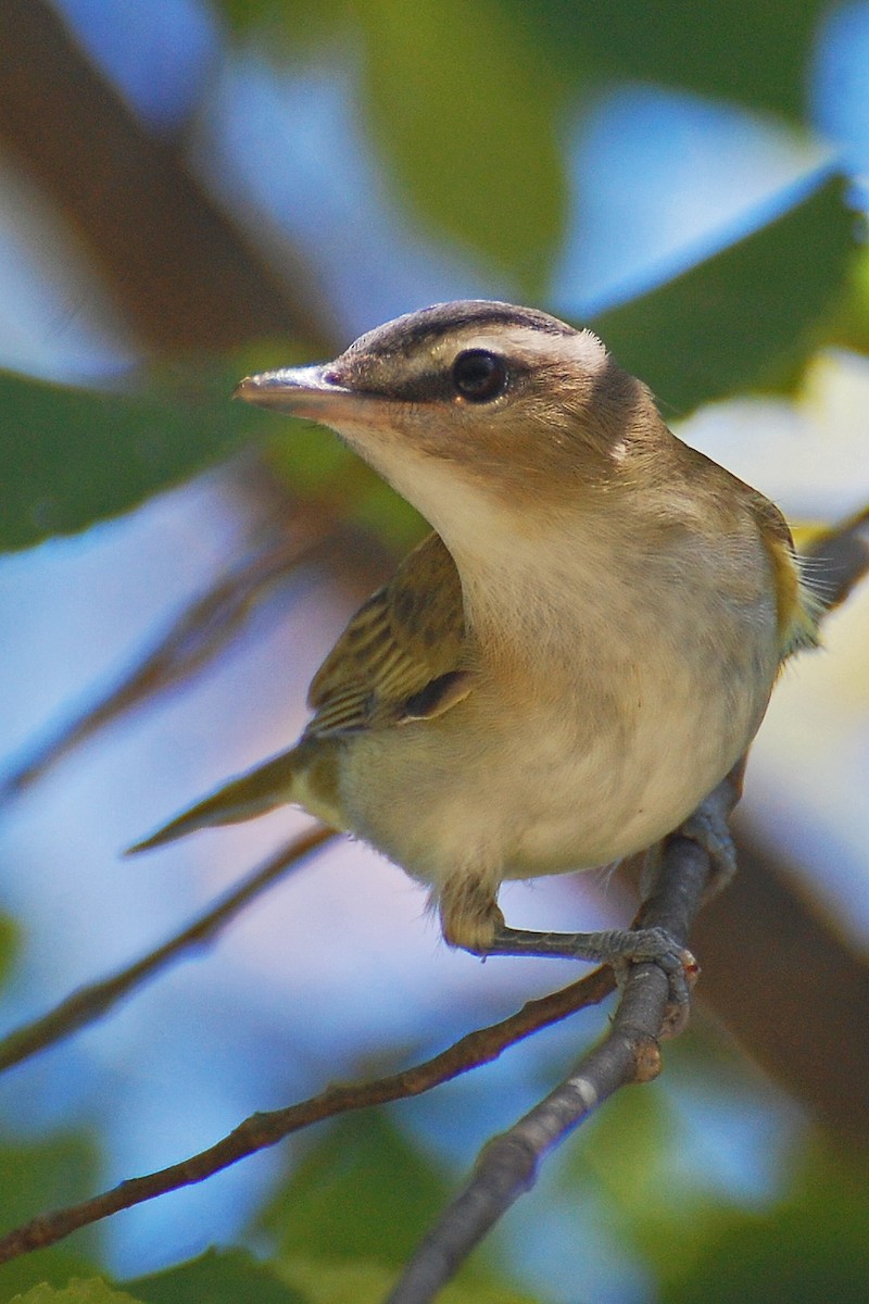 Red-eyed Vireo - ML639049528