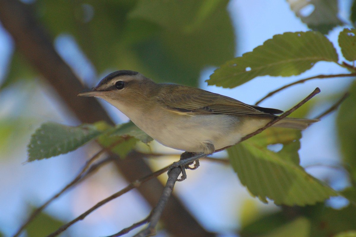 Red-eyed Vireo - ML639049530