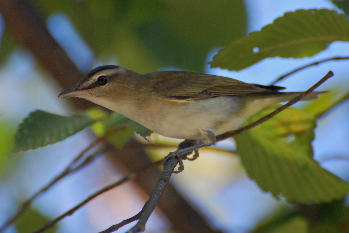Red-eyed Vireo - ML639049532