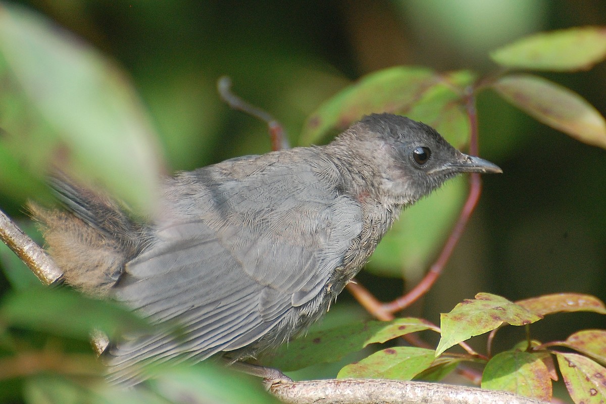 Gray Catbird - ML639049541