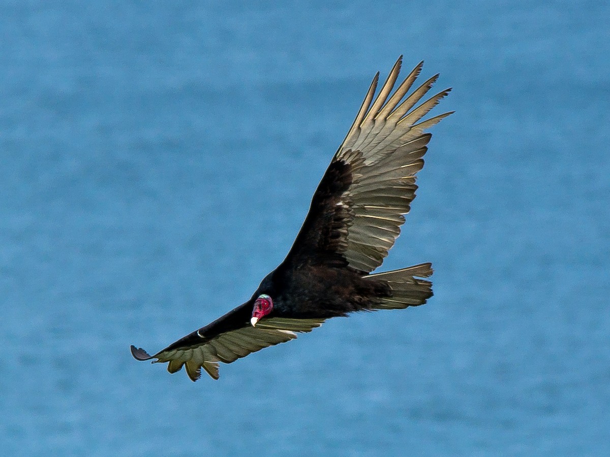 Turkey Vulture - David Steinwender