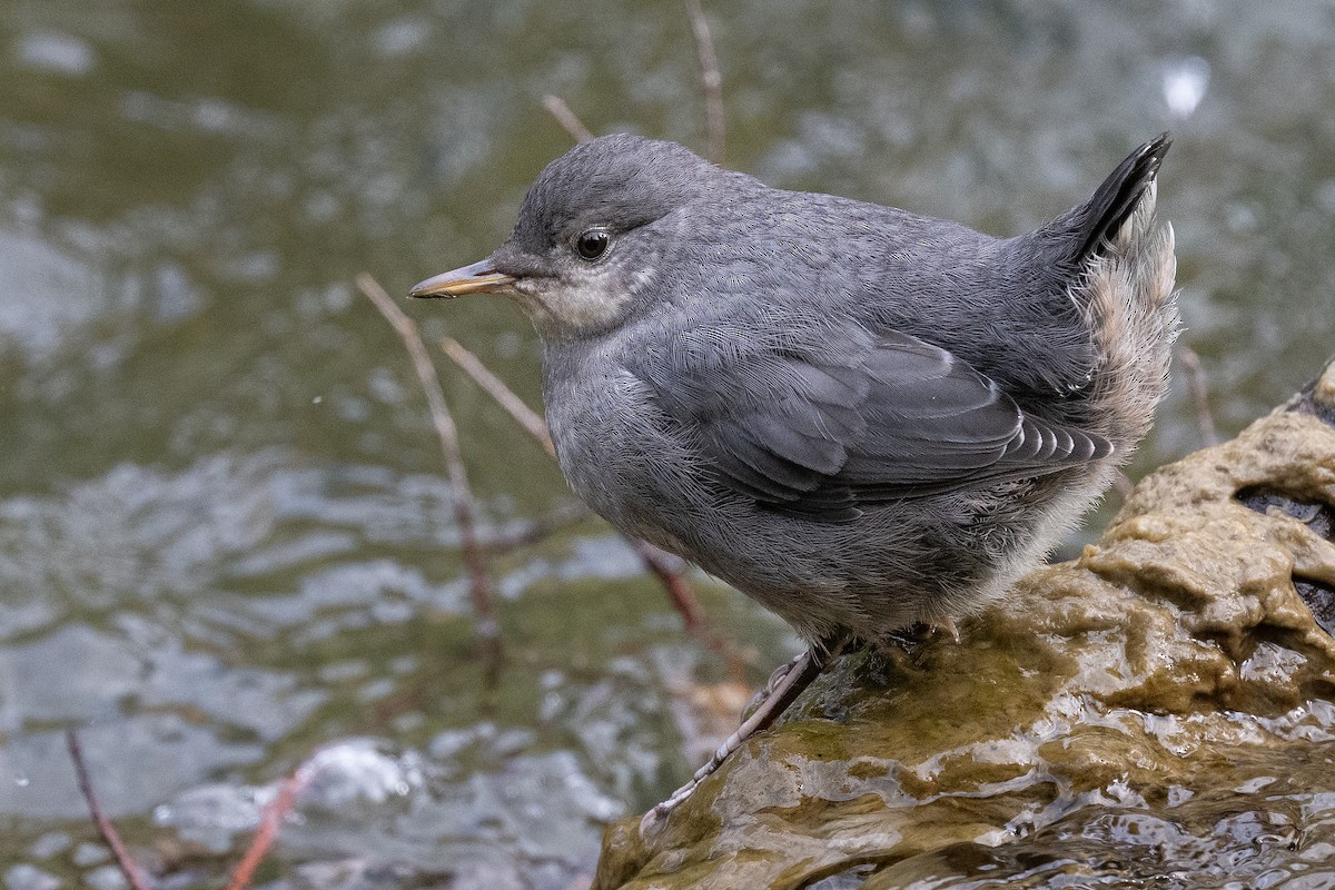 American Dipper - ML639049671