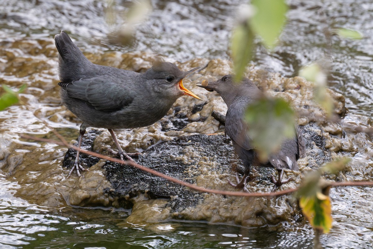 American Dipper - ML639049672