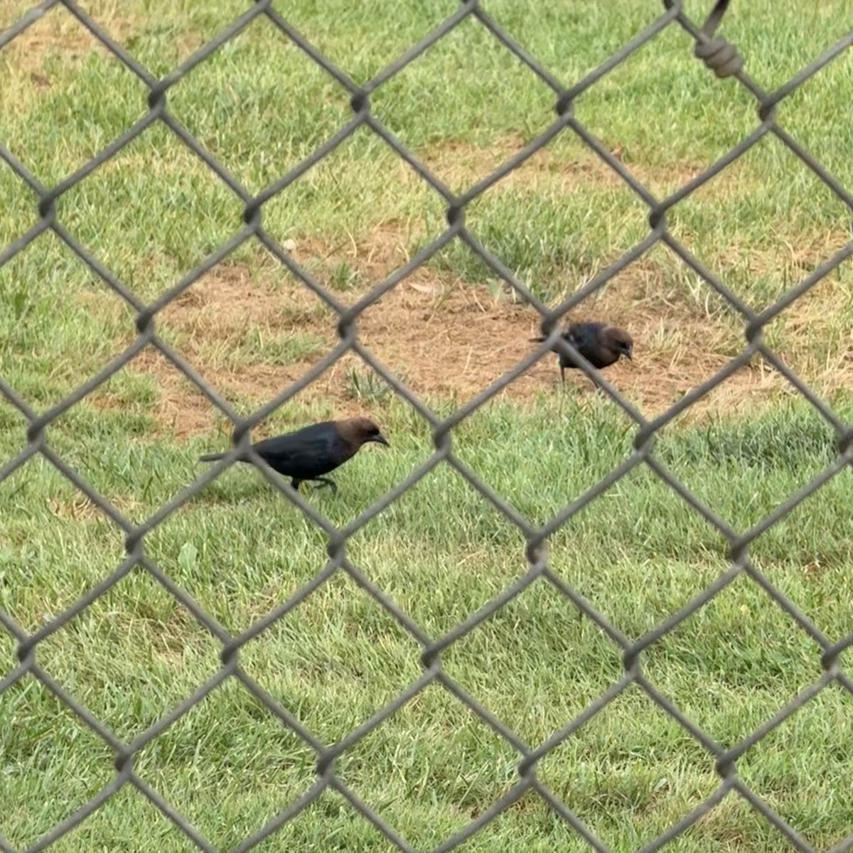 Brown-headed Cowbird - ML639049678