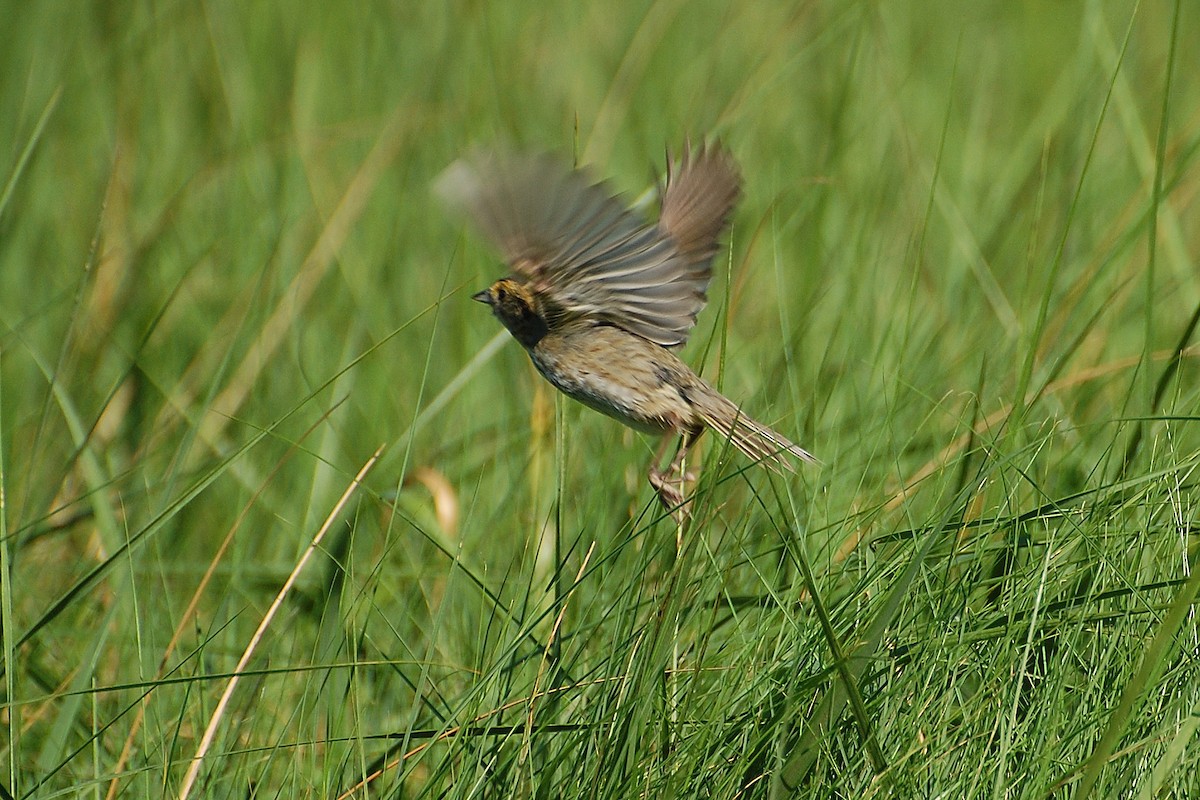 Nelson's Sparrow - ML639049705