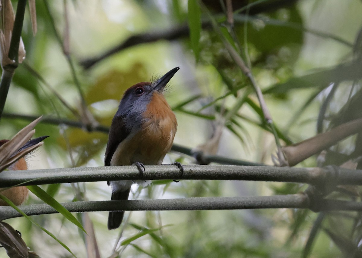 Rufous-capped Nunlet - ML639049853