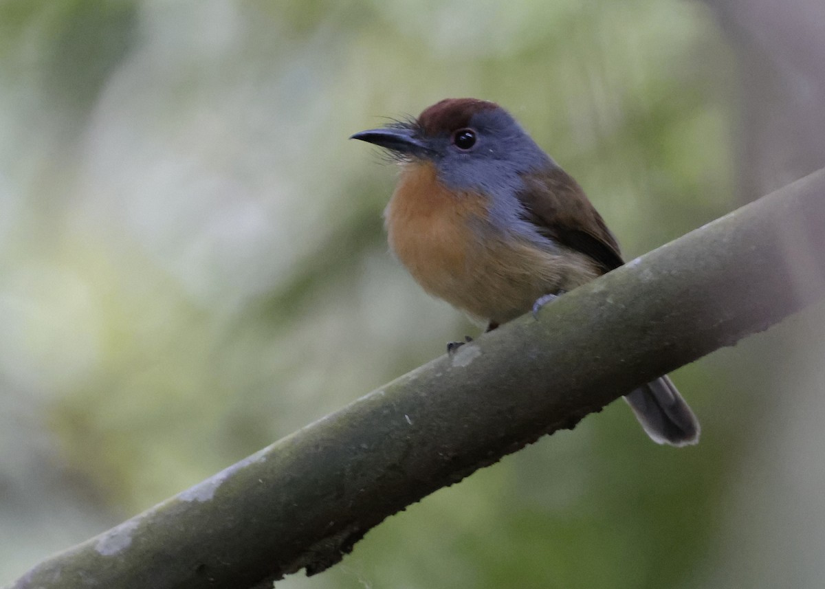 Rufous-capped Nunlet - ML639049859