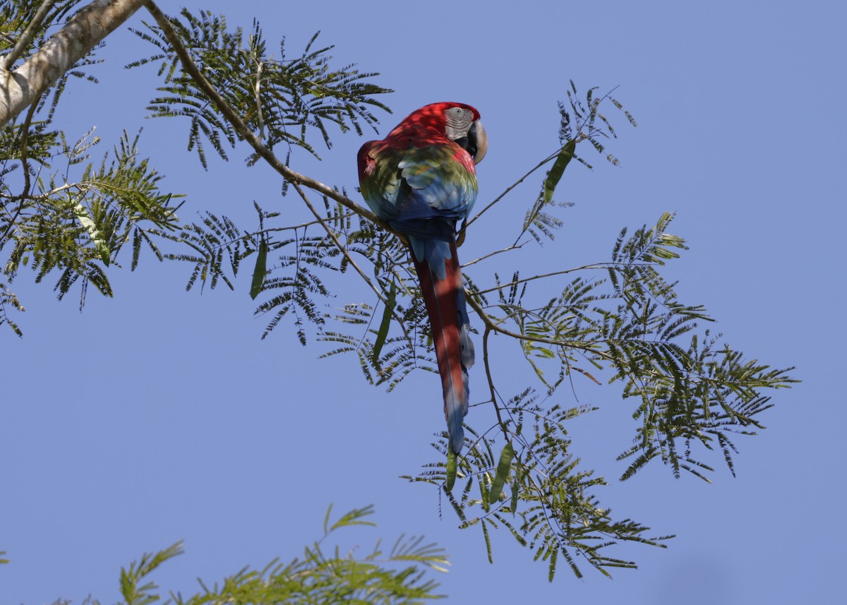 Red-and-green Macaw - ML639049870
