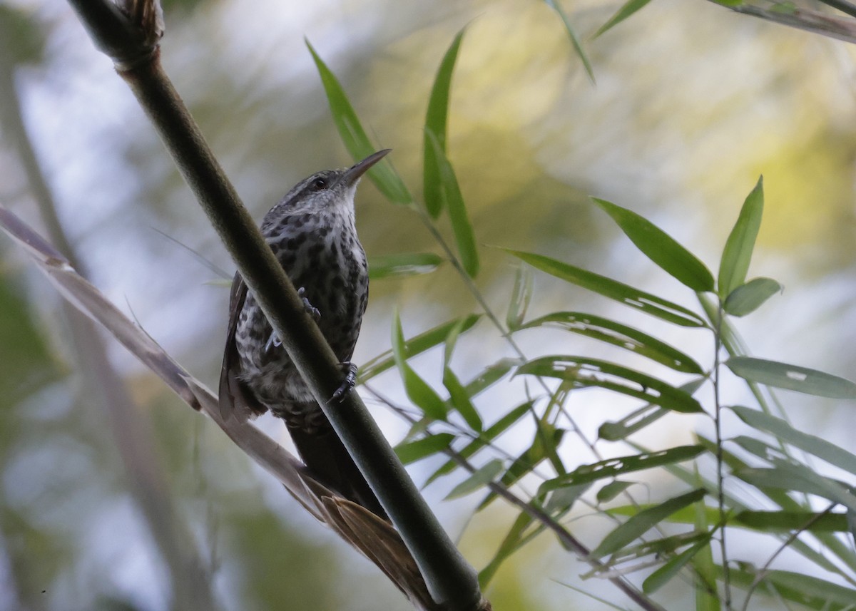 Thrush-like Wren - ML639049884