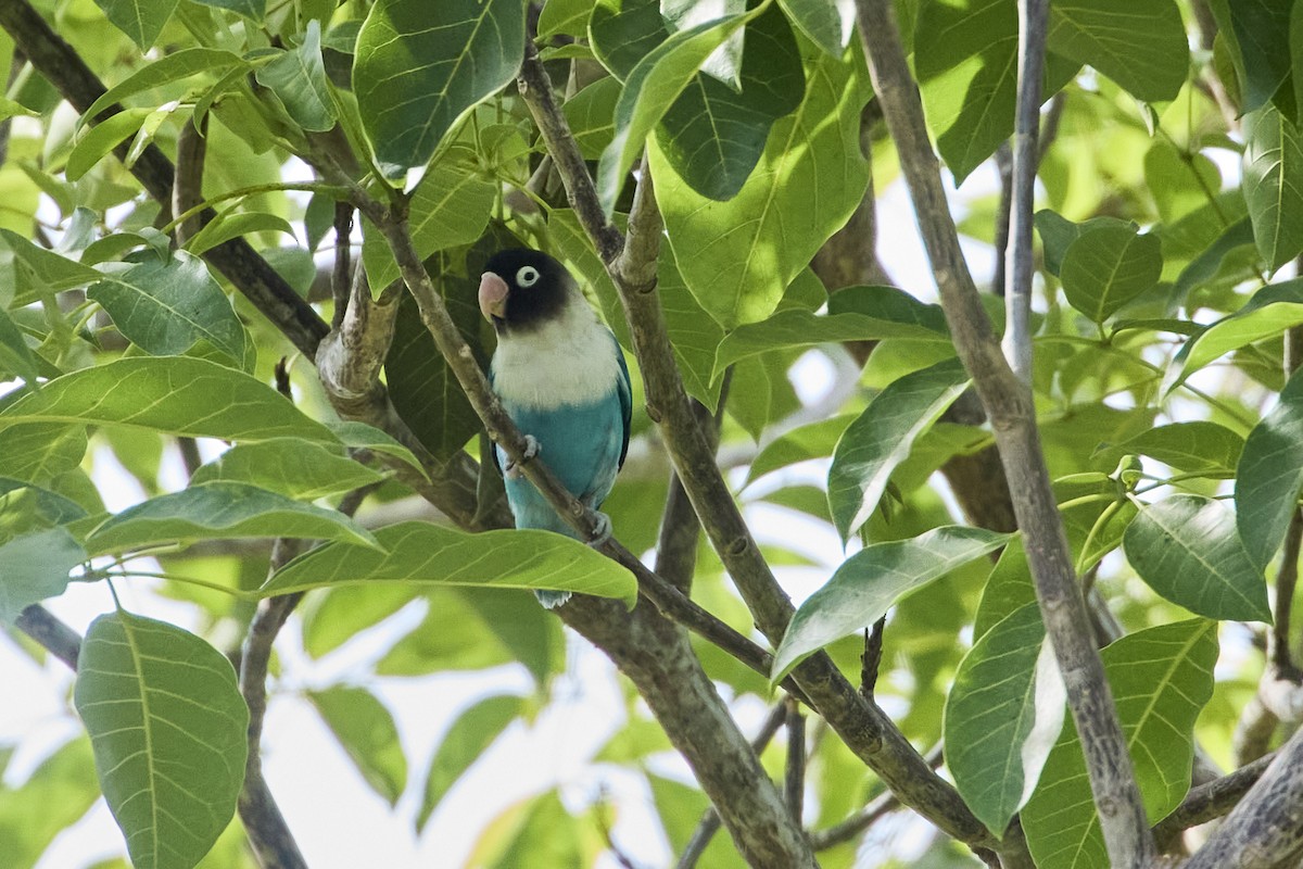 Yellow-collared Lovebird - ML639050031