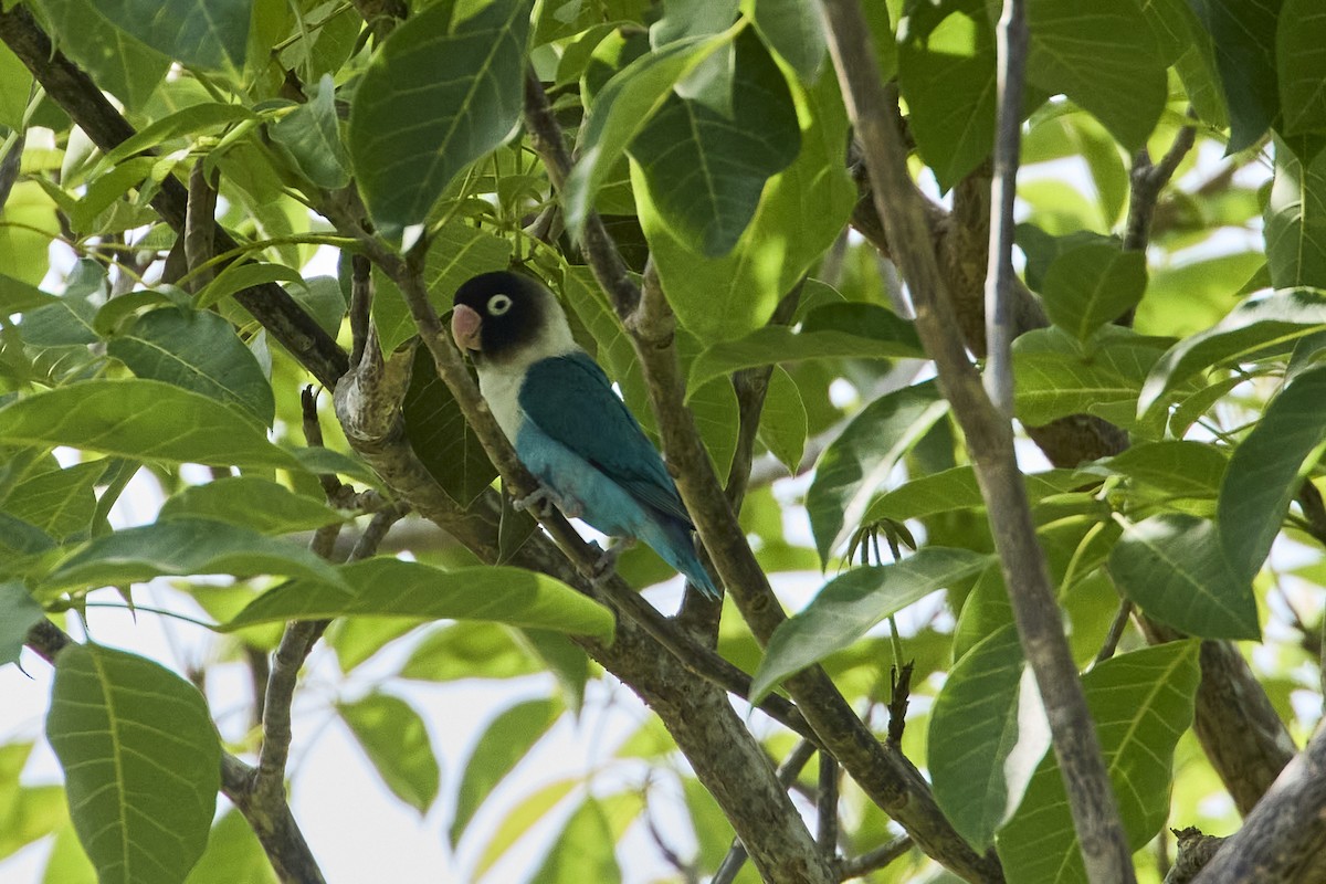 Yellow-collared Lovebird - ML639050032