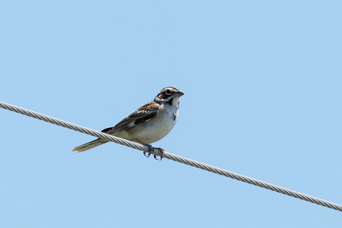 Chingolo Arlequín - ML639050097