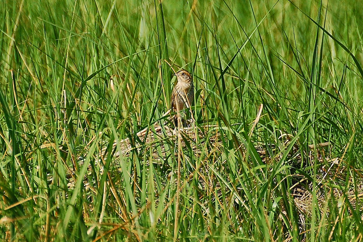 Nelson's Sparrow - ML639050180