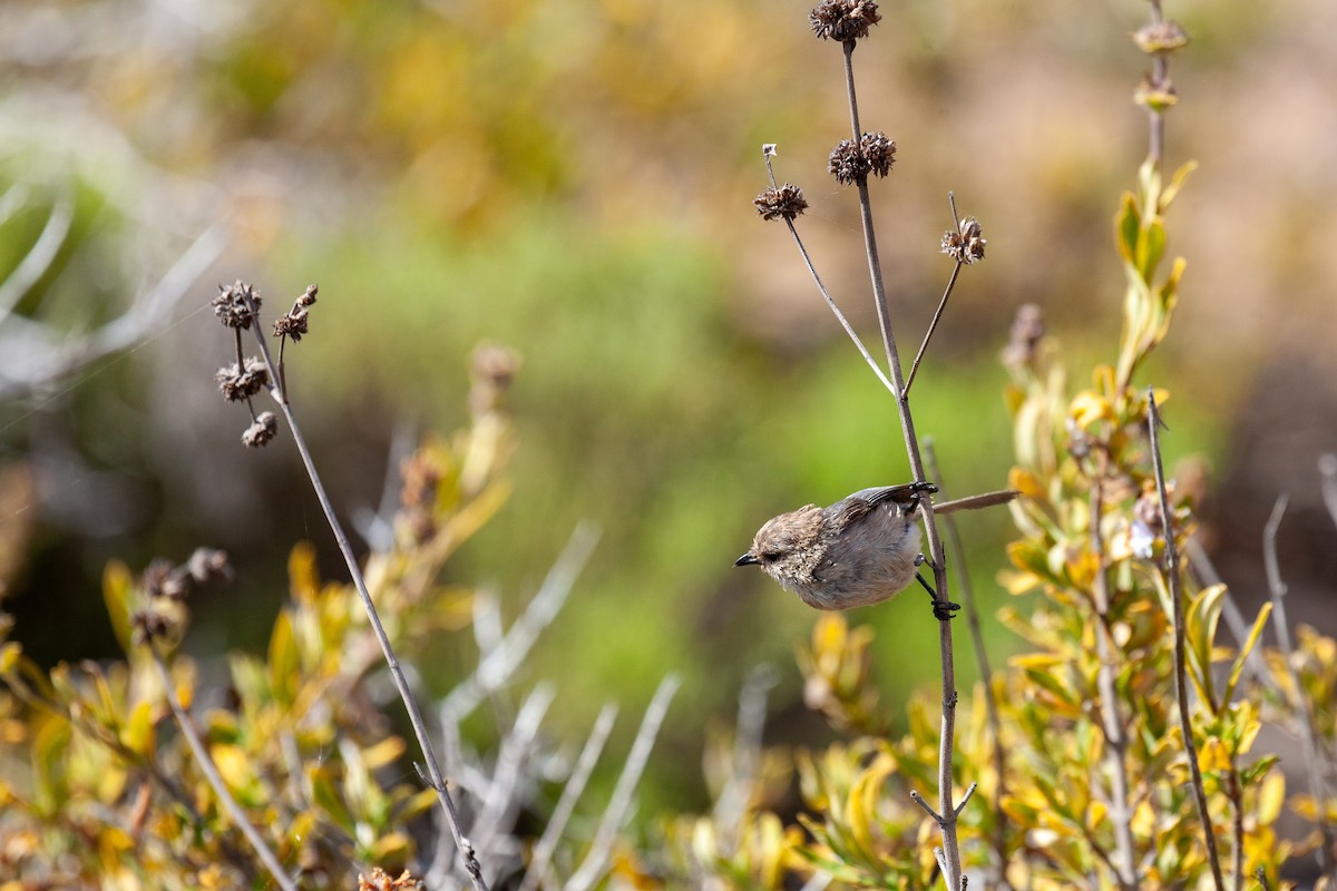 Bushtit - ML639050189