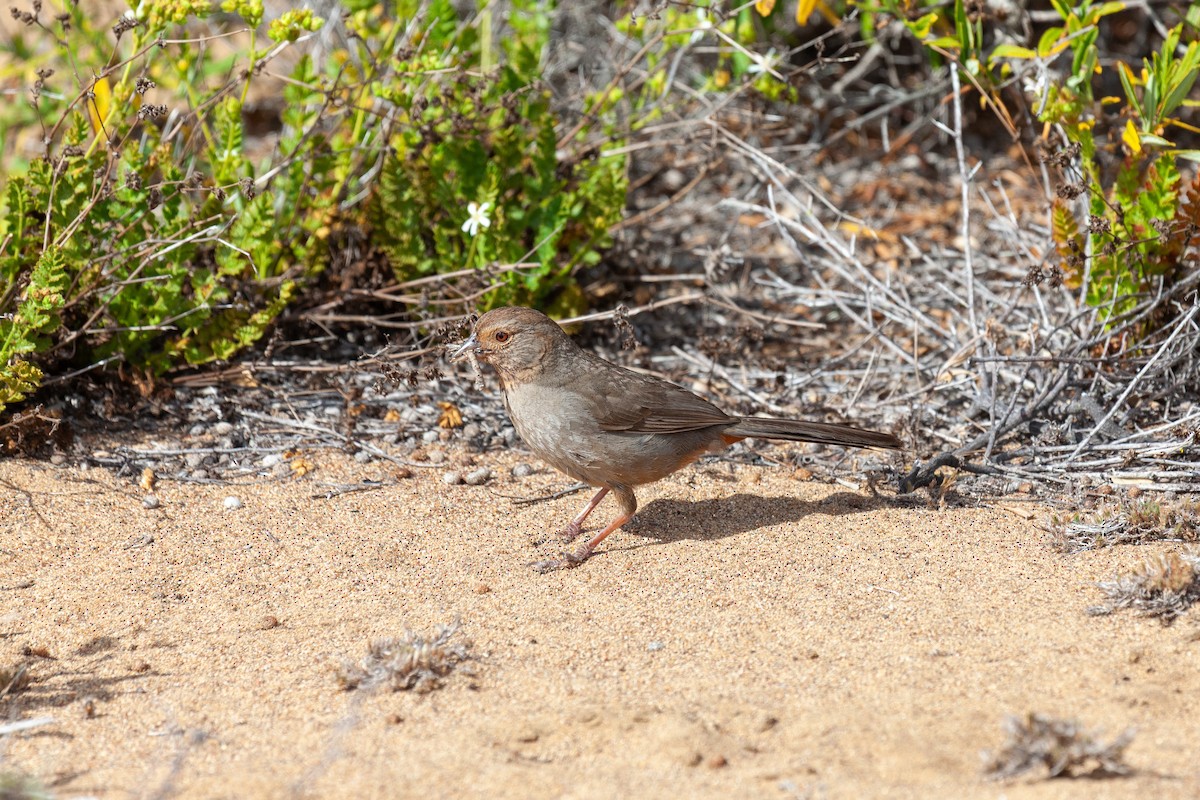California Towhee - ML639050195