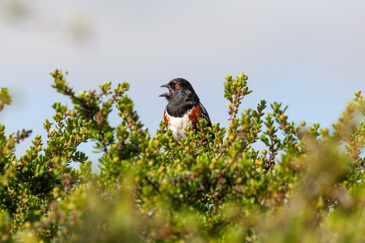 Spotted Towhee - ML639050196