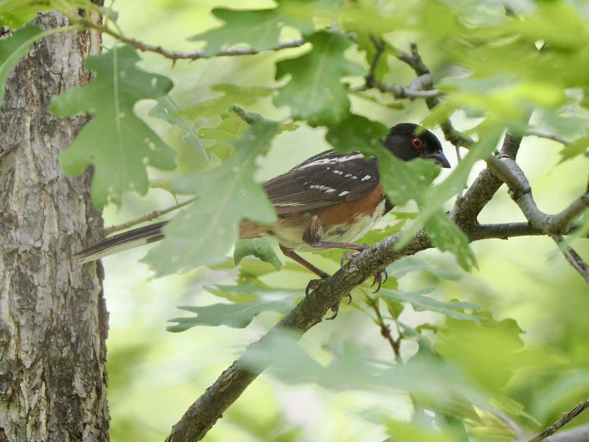 Spotted Towhee - ML639050276