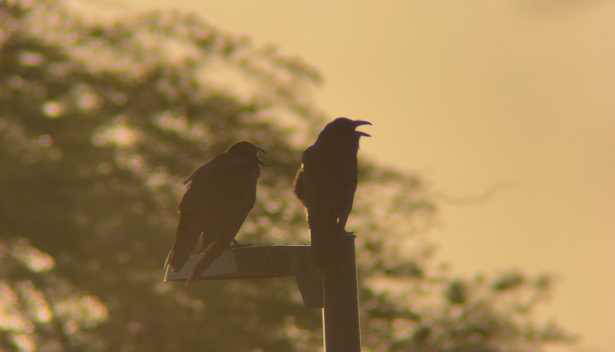 Common Raven - ML639050293