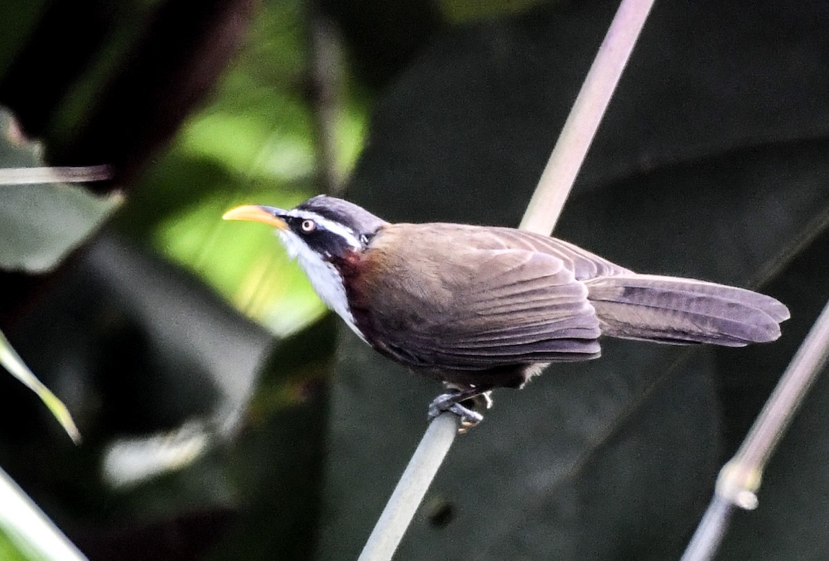 White-browed Scimitar-Babbler - ML639050311