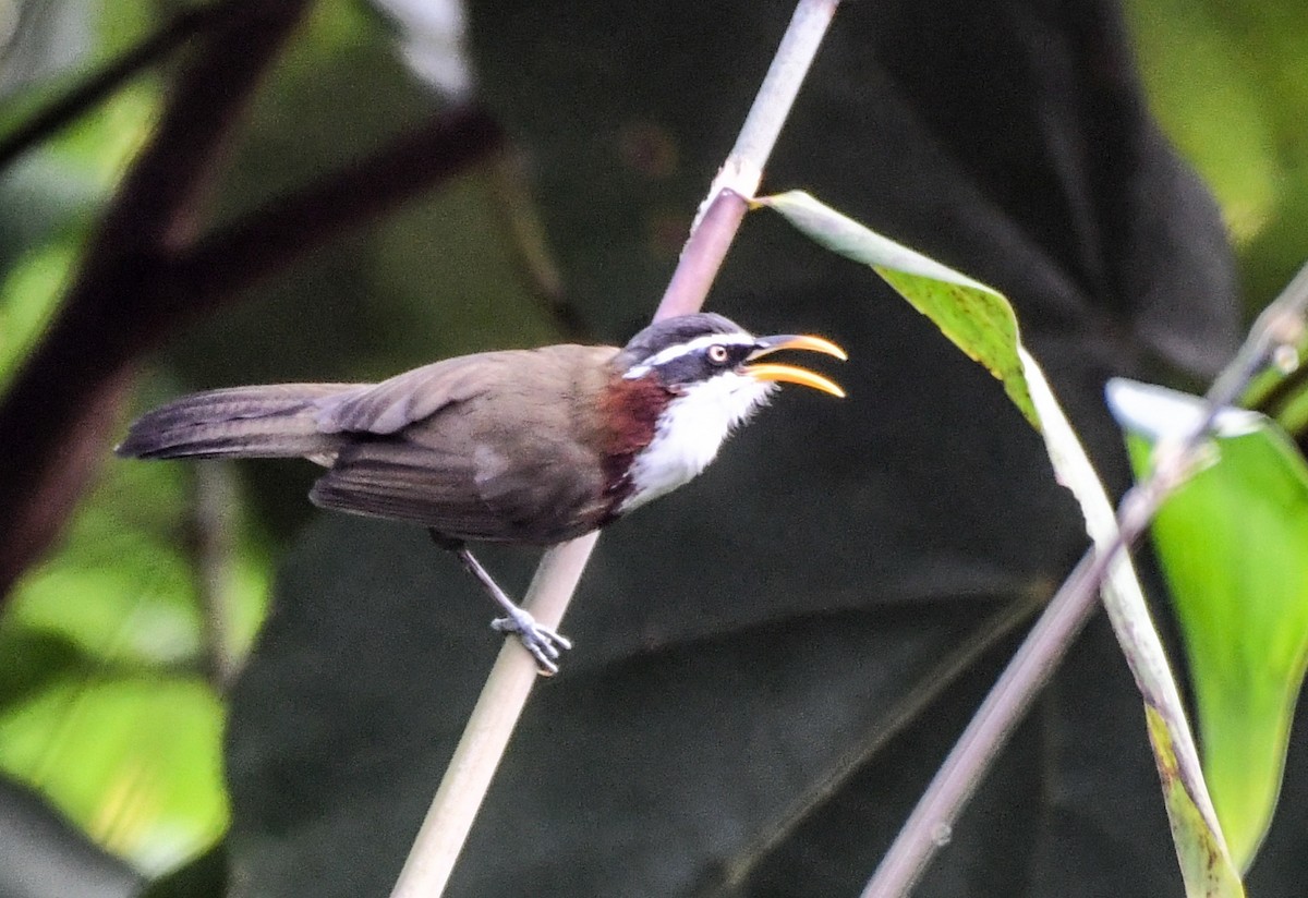 White-browed Scimitar-Babbler - ML639050312